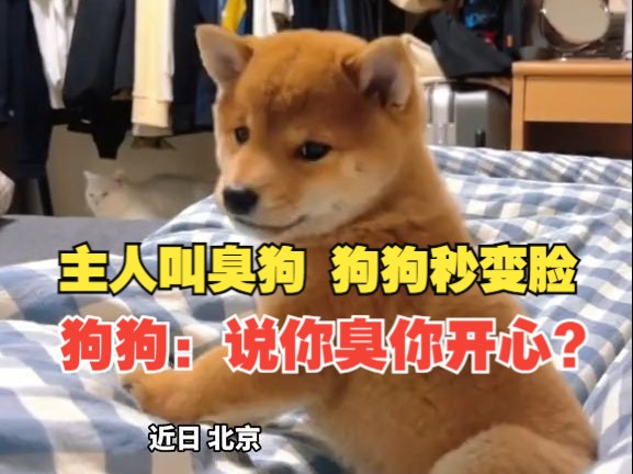 主人叫臭狗，狗子秒变脸。主人好话说尽狗子不买账，狗狗：说你臭你开心？