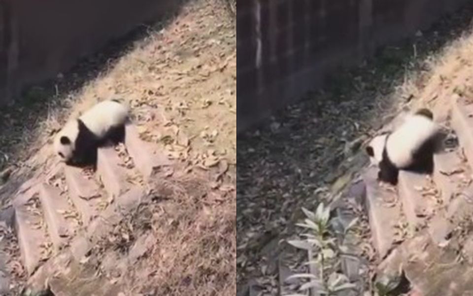 知道熊猫为什么是珍稀动物了吧