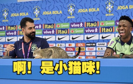 卡塔尔世界杯被猫包围了