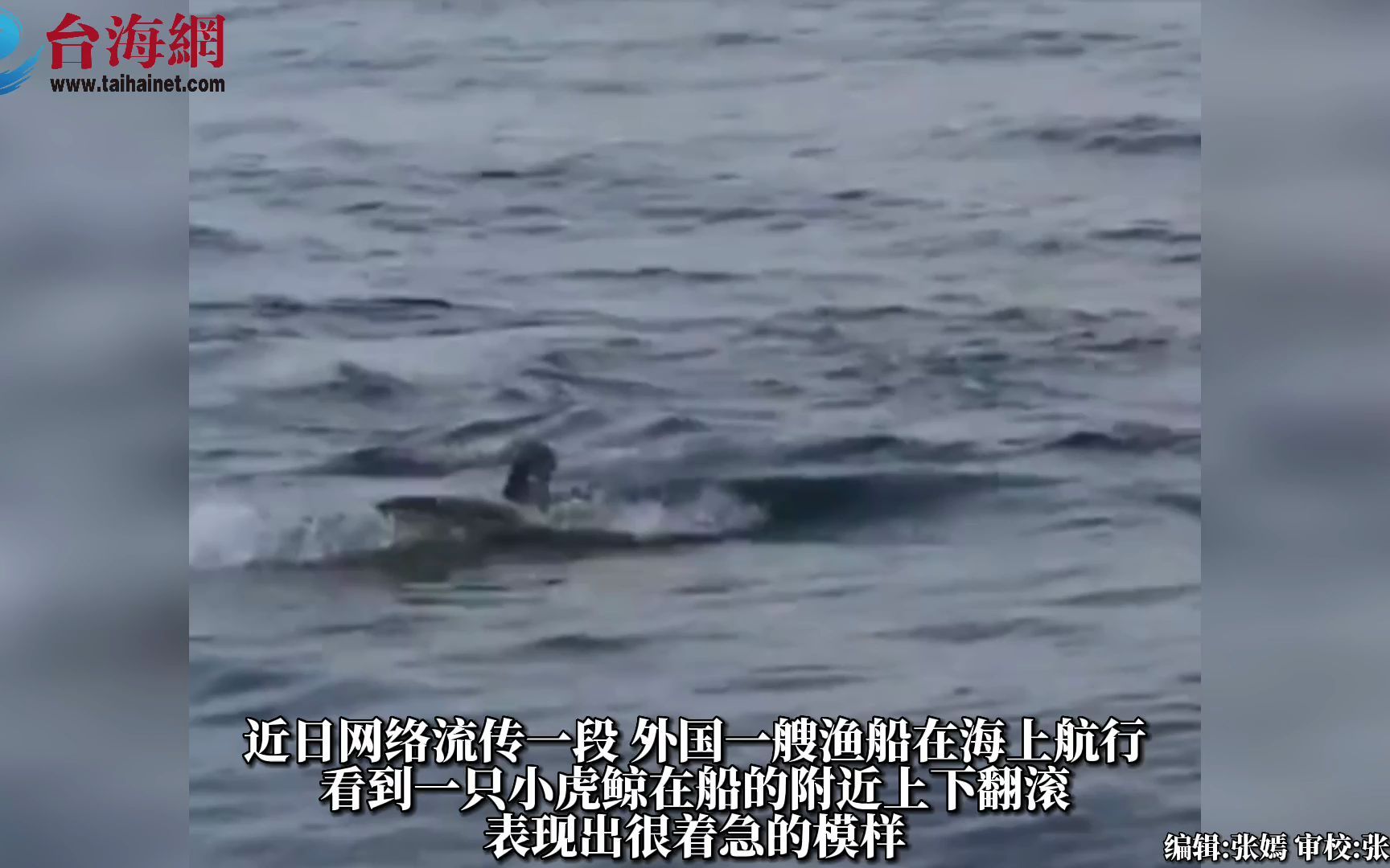 小虎鲸急找渔夫解救被渔网缠住的妈妈！ 事后当场捕来“新鲜大礼”答谢