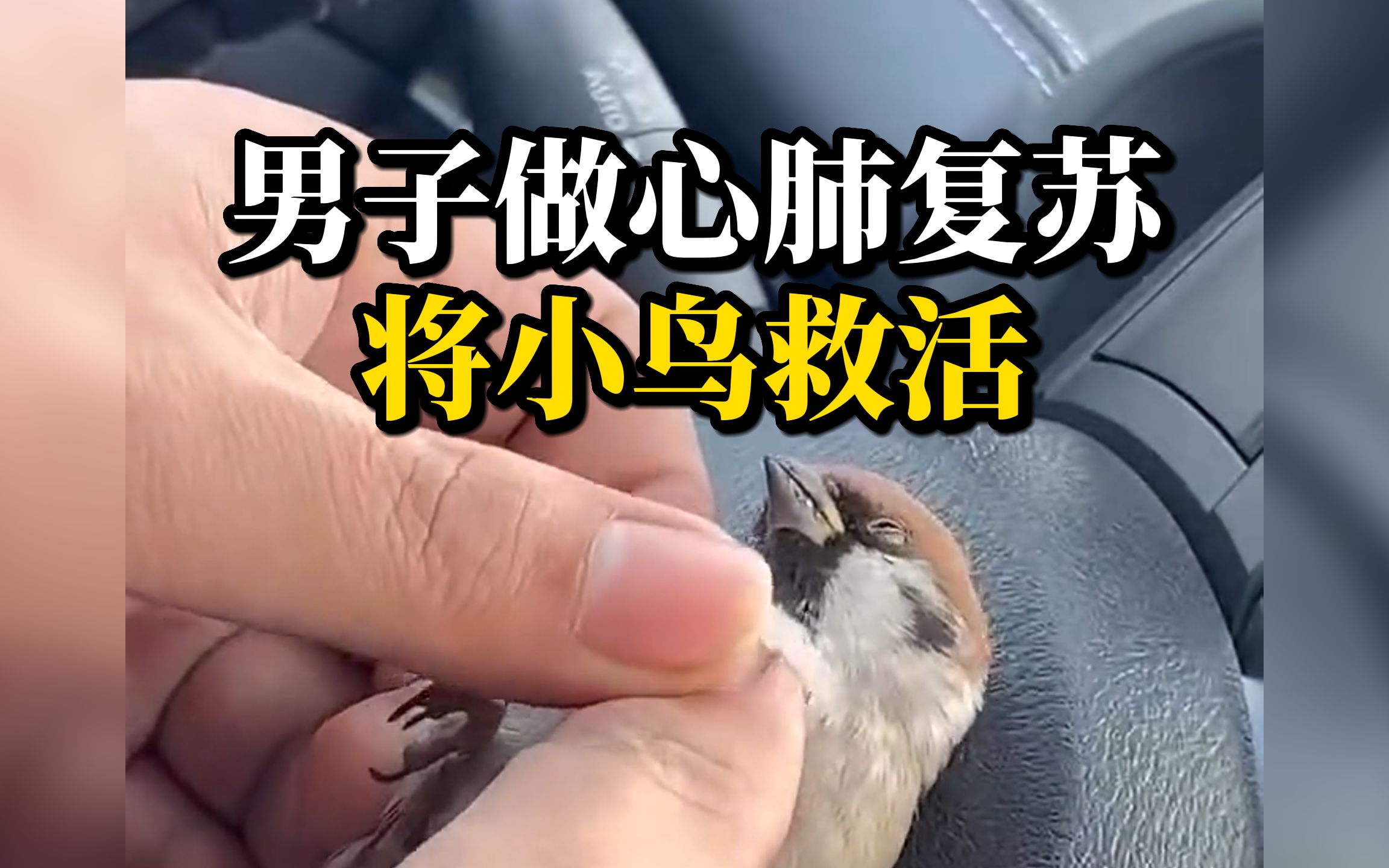 小鸟撞车男子持续做心肺复苏将其救活