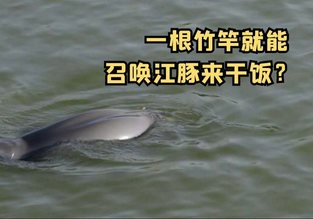 召唤江豚来干饭的“神器”居然是根竹竿