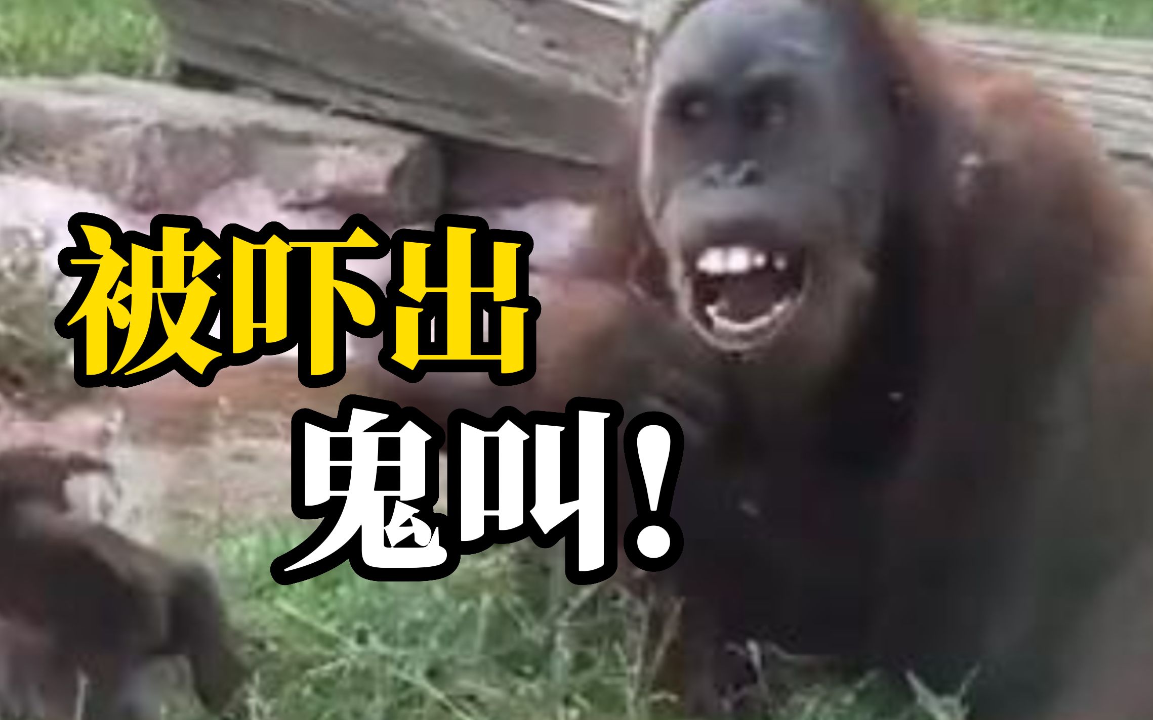 大猩猩又菜又爱玩，挑衅水獭结果被吓出鬼叫