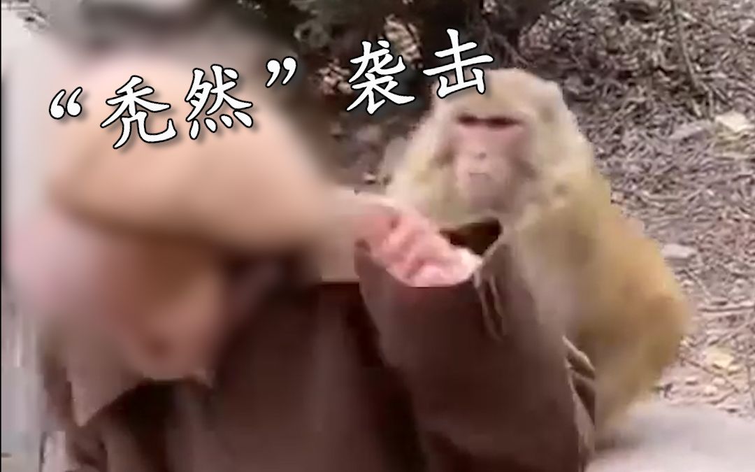 “秃然”袭击！女子投喂小猴遭大猴嫉妒，下一秒被扯掉假发