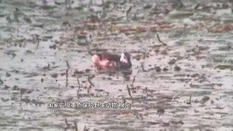 国家二级保护动物棉凫首次现身卢沟桥