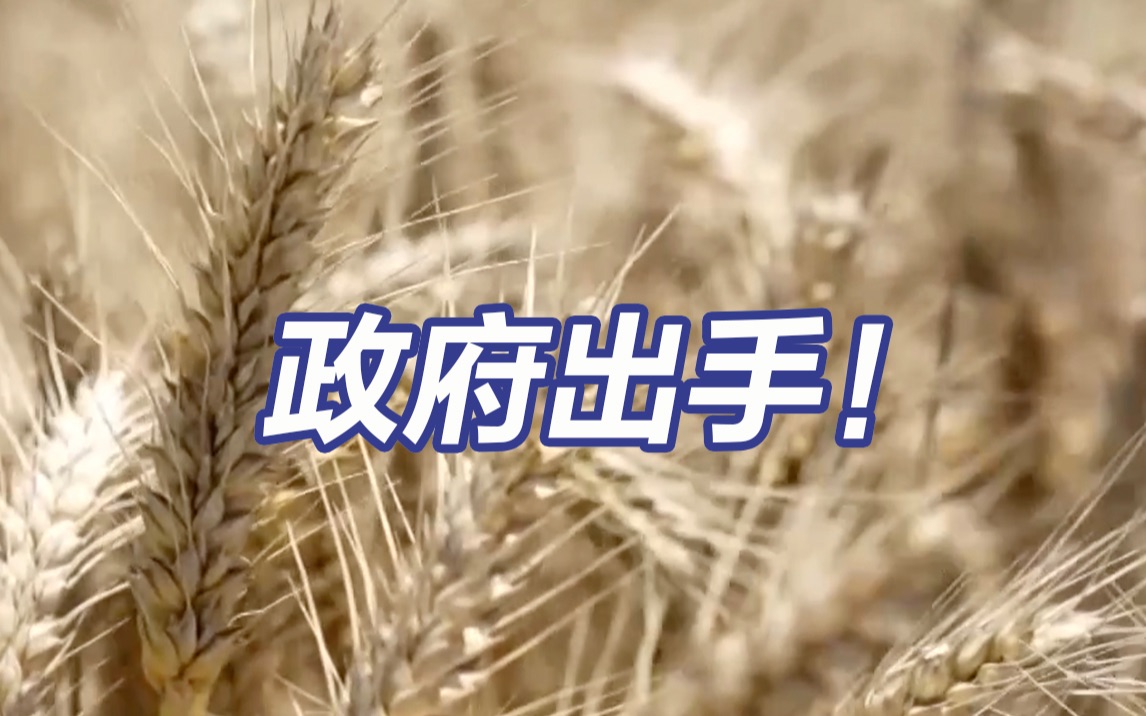 政府出手减少农户损失 河南定点收购农民手中的受损小麦