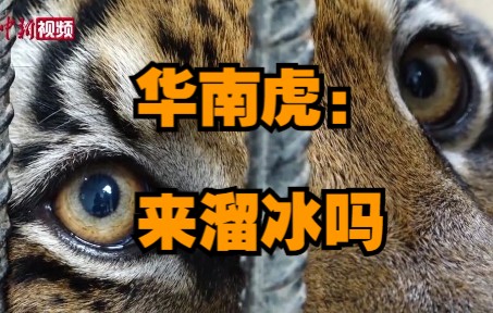 一只大猫的“溜冰”日常，谁酸了，我不说