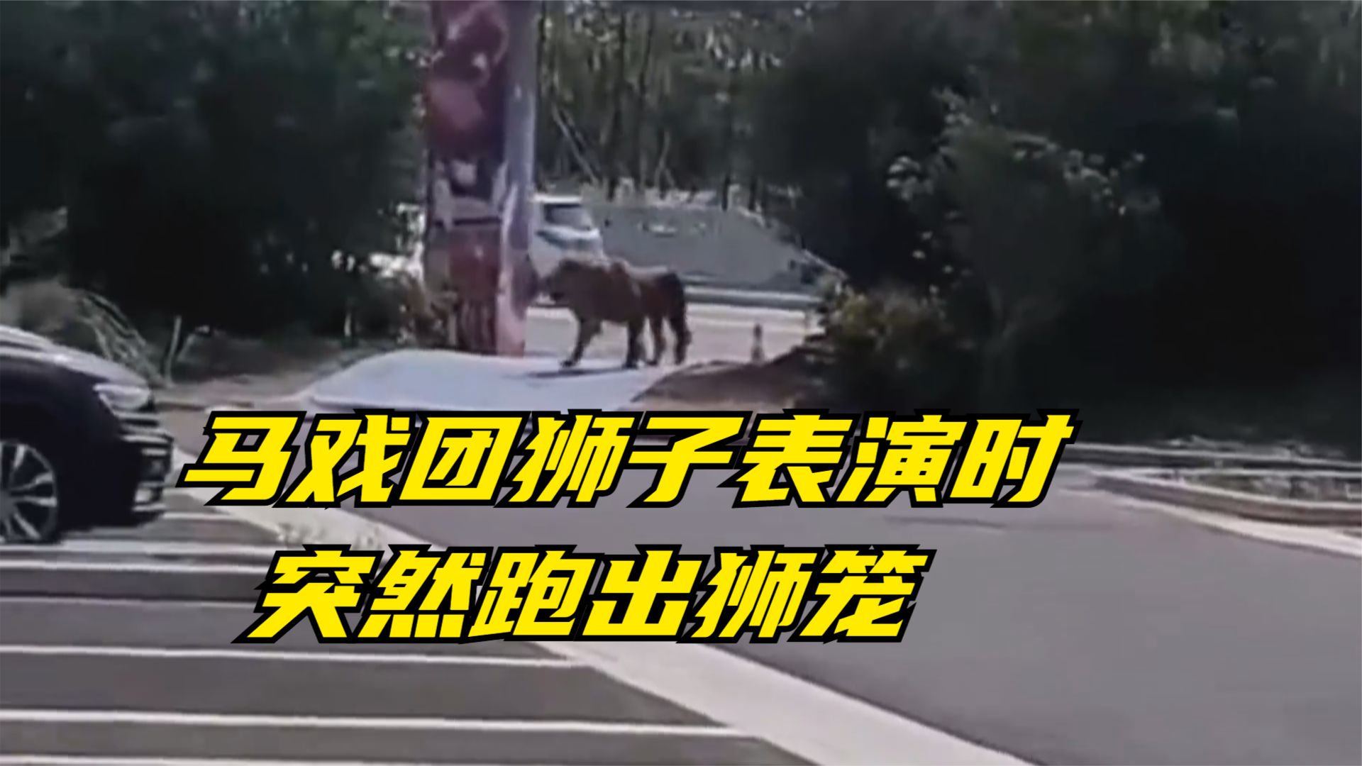 河南：马戏团狮子表演时突然跑出狮笼