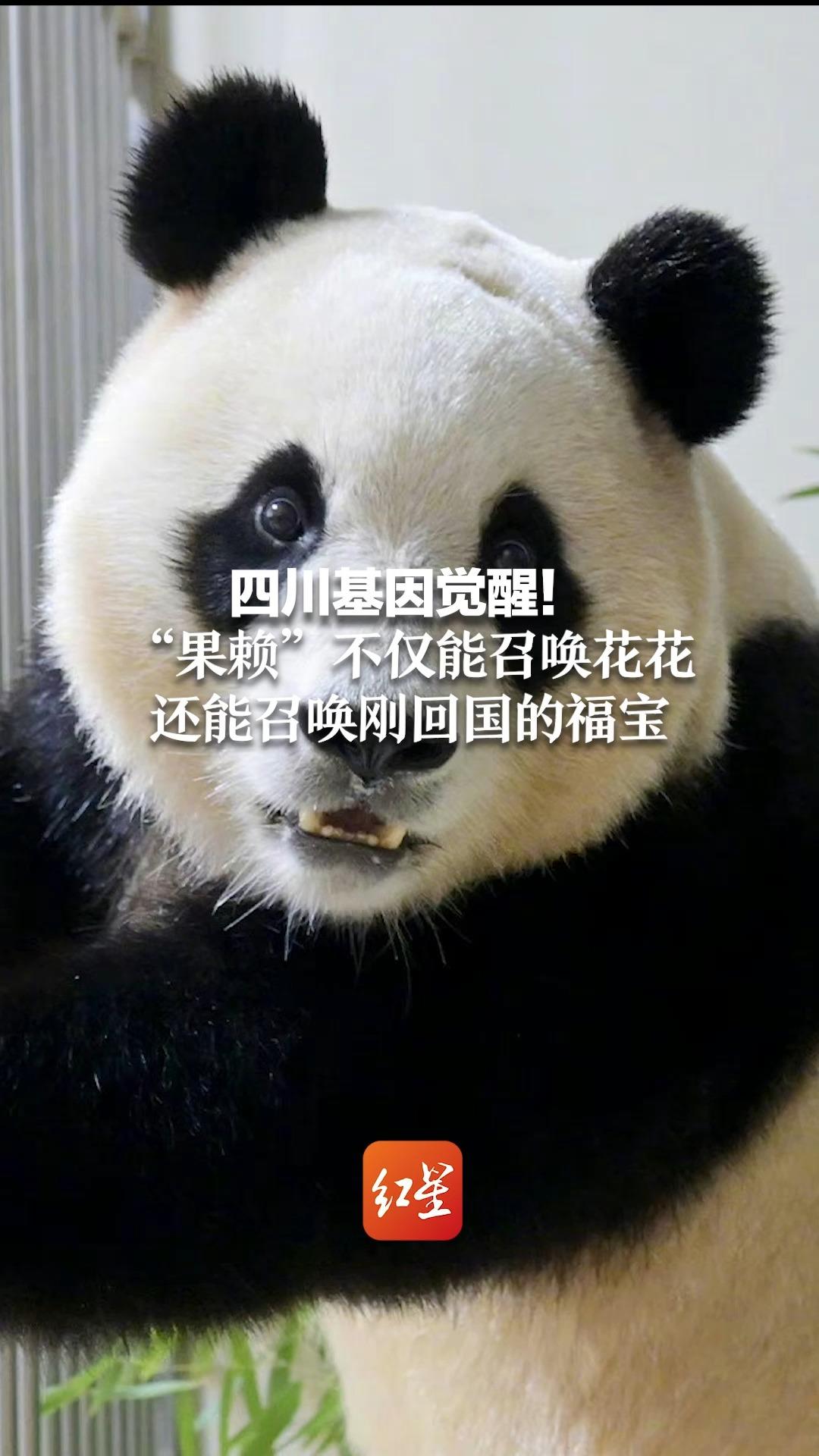 四川基因觉醒！“果赖”不仅能召唤花花 还能召唤刚回国的福宝