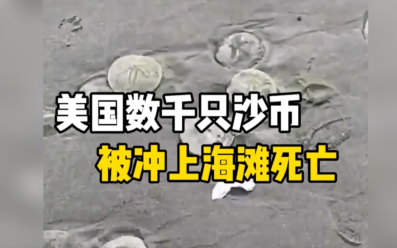 美国数千只沙币被冲上海滩死亡 离开海水仅能存活几分钟