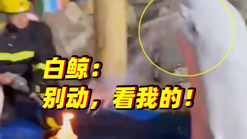 白鲸灭火速度要快姿势要帅😂