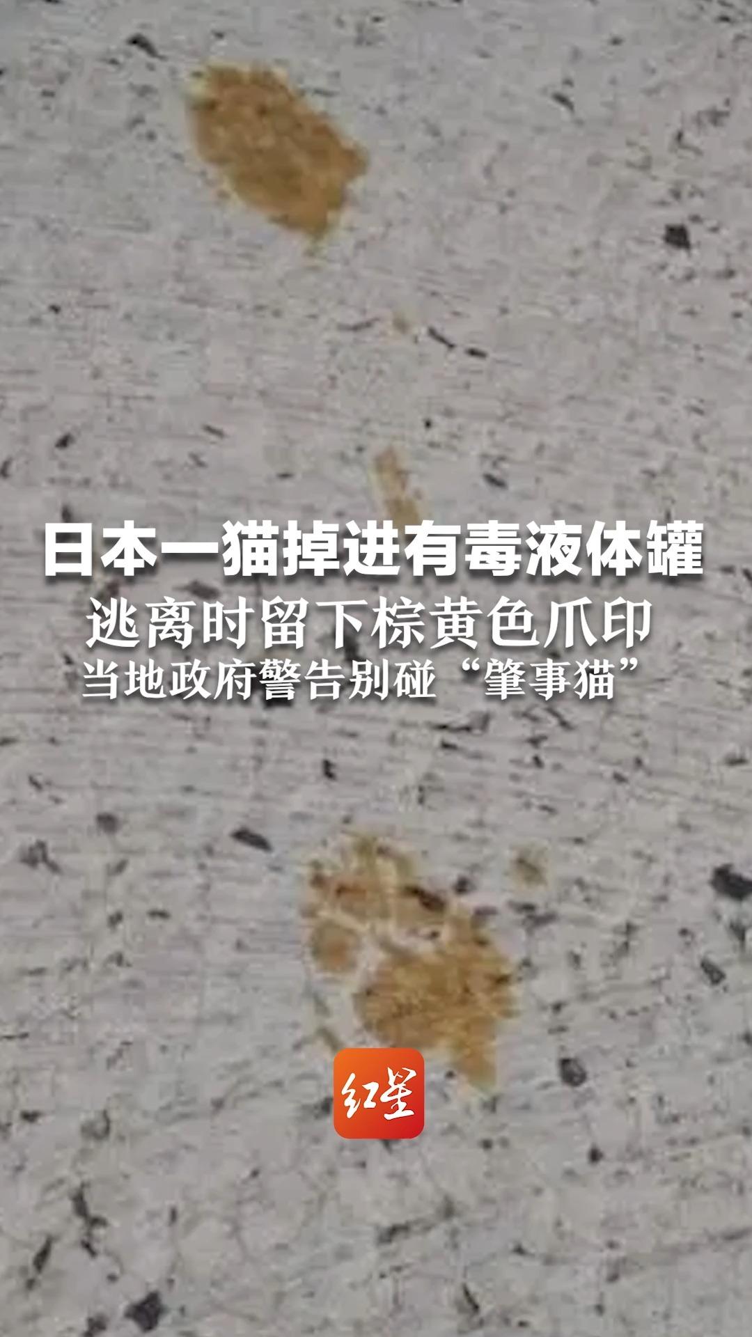 日本一猫掉进有毒液体罐，逃离时留下棕黄色爪印，当地政府警告别碰“肇事猫”