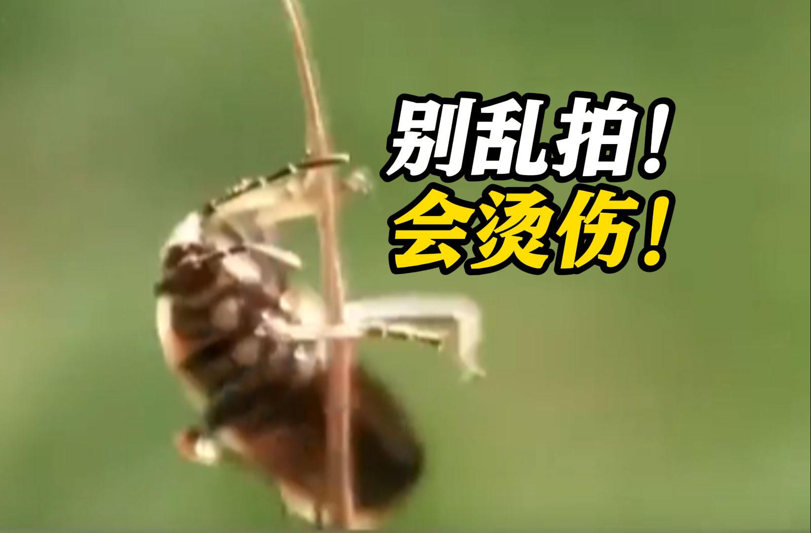 别乱拍！“放屁虫”毒屁高达100℃！女子脸上被烫出大水泡