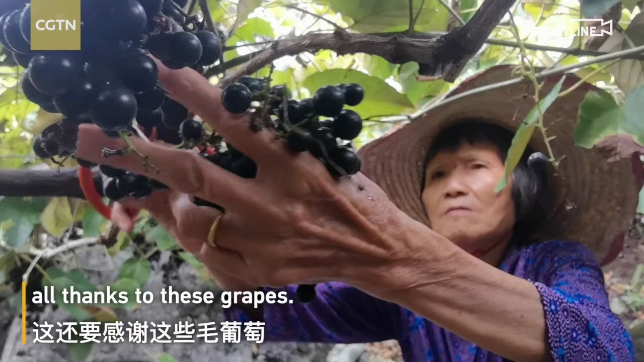 【扶贫】广西罗城县：毛葡萄治理水土流失 致富农民百姓