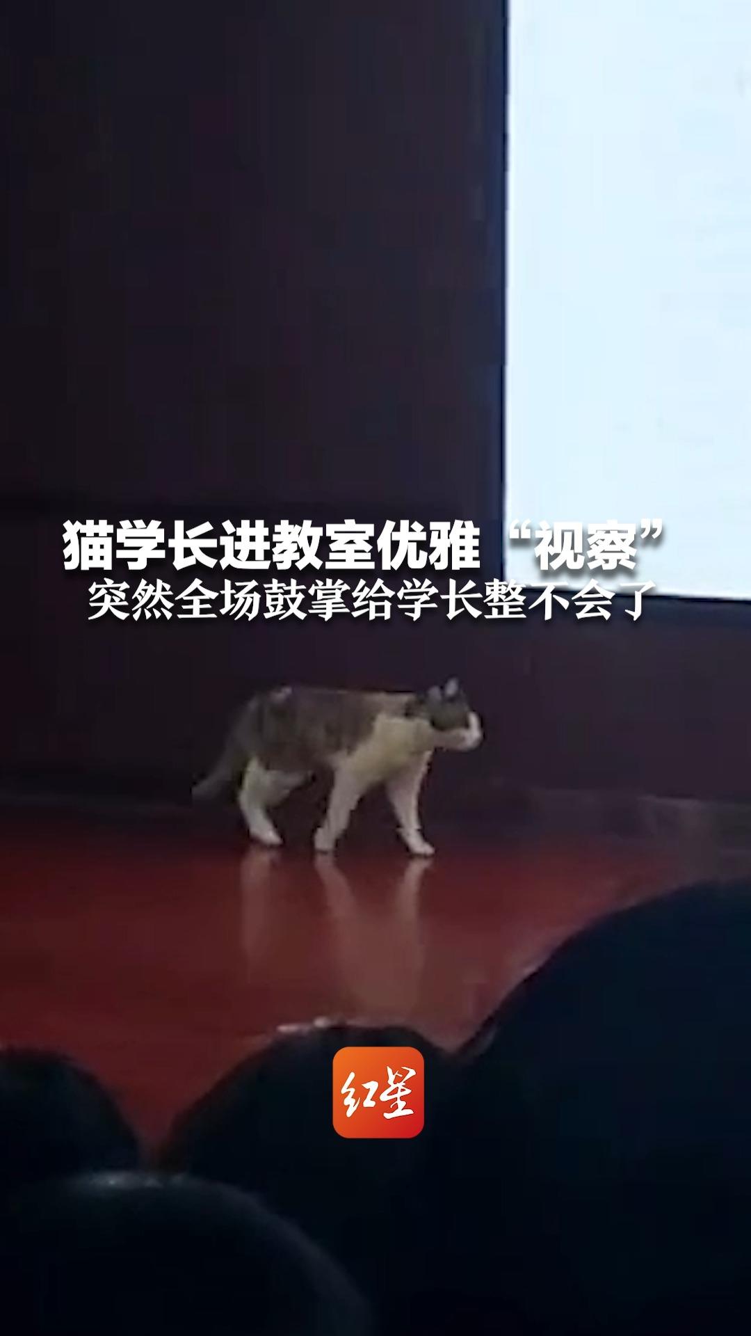 老师开讲座猫学长优雅“视察”突然全场鼓掌给学长整不会了