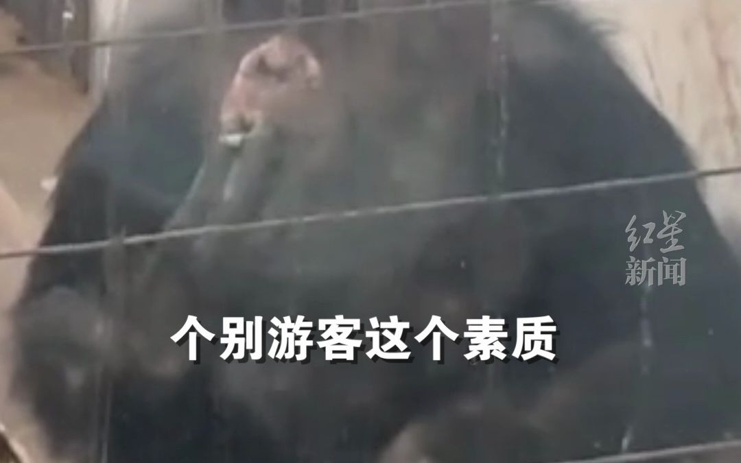 动物园猩猩坐墙角，抽烟吐烟圈动作娴熟。拍摄者：有游客故意给他扔烟