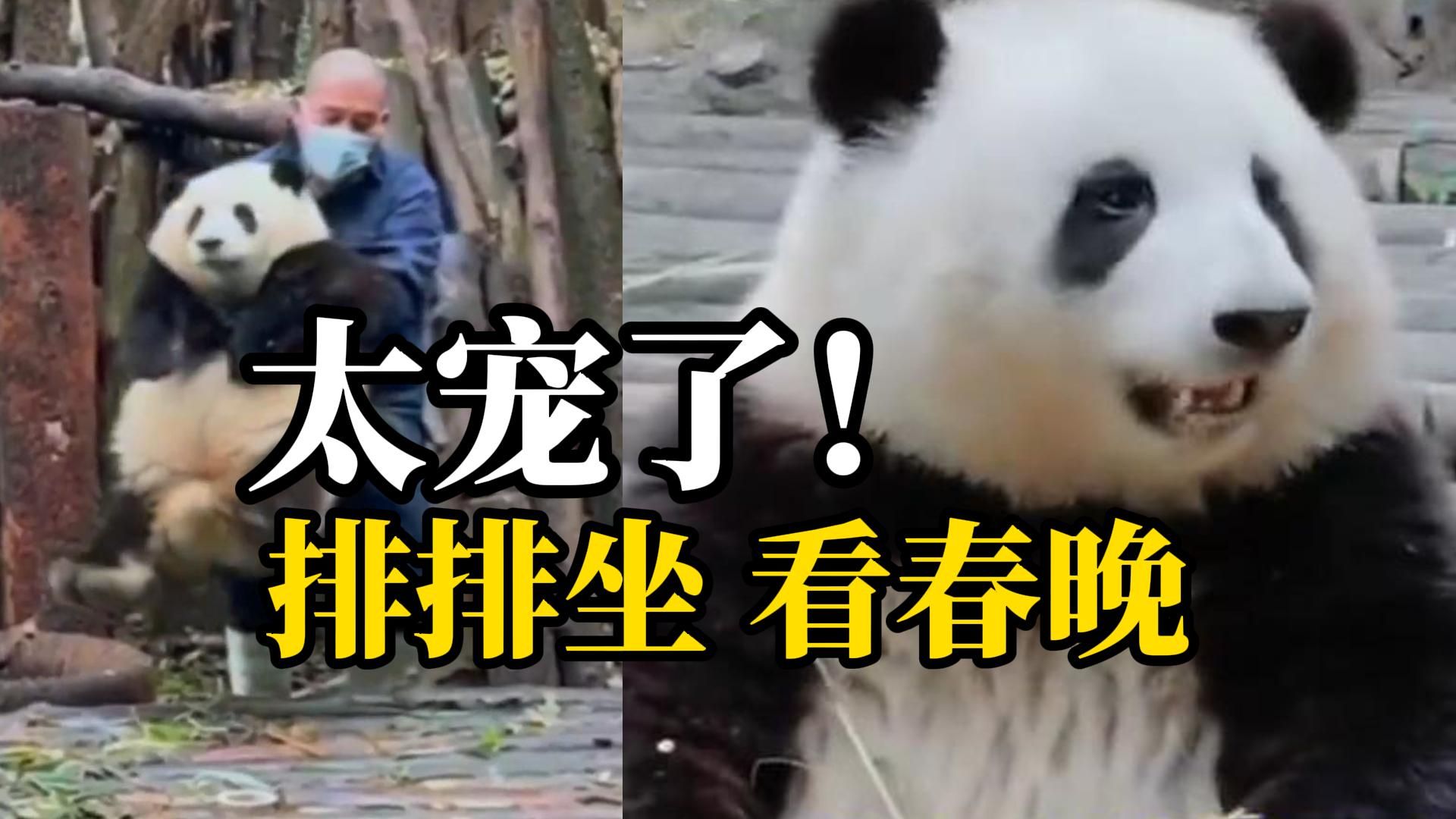 谭爷爷带着Q版“花花”看春晚