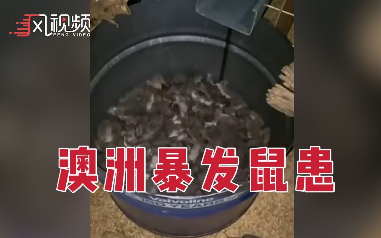 【慎入】鼠如泉涌！澳大利亚一州暴发鼠灾，政府出资5000万美元抗灾