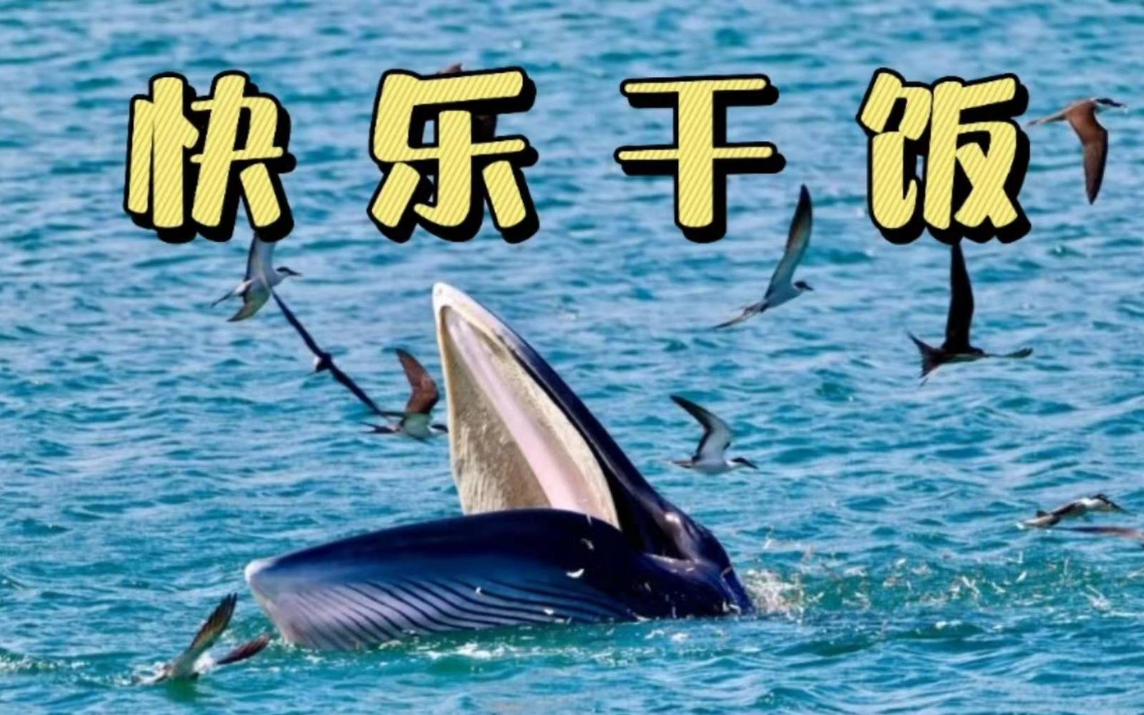鲸“小布”无须惊，深圳42艘开渔渔船为布氏鲸让路