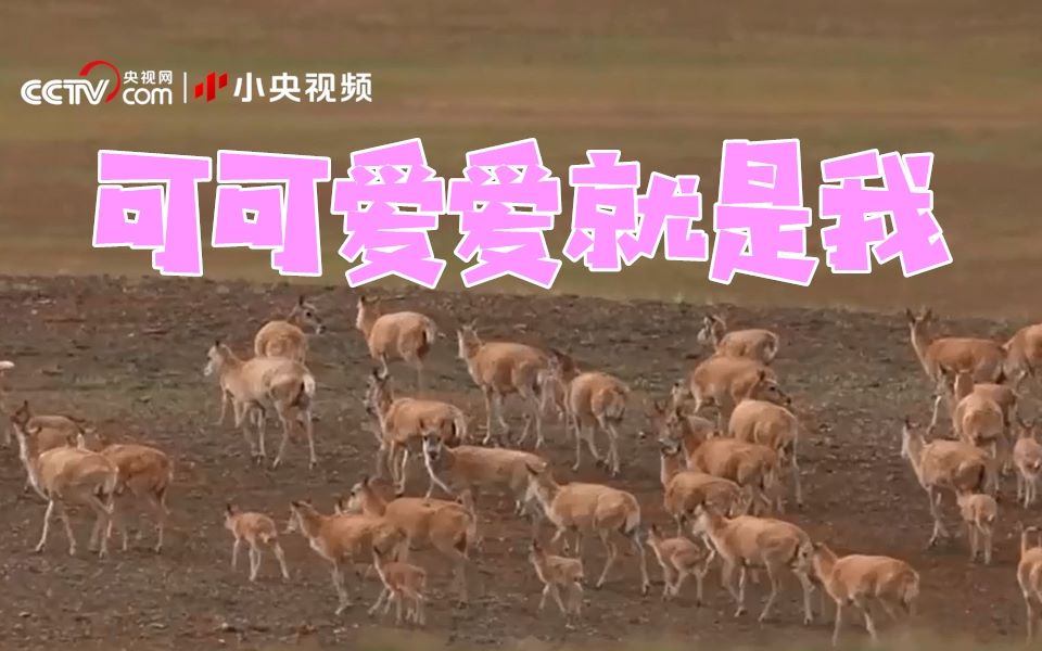 6万多只！ 航拍最大藏羚羊种群迁徙