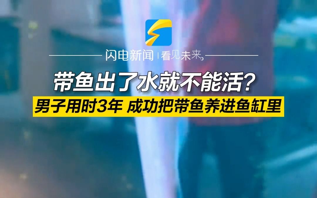 带鱼出了水就不能活？ 男子用时3年 成功把带鱼养进鱼缸里