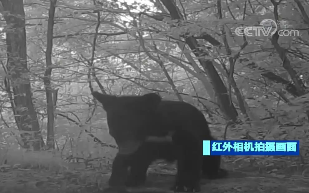 秦岭北麓拍摄到黑熊戏水