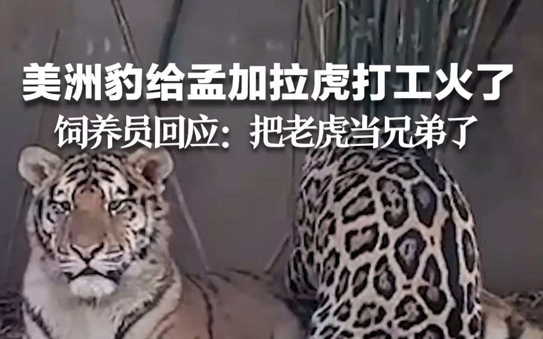 美洲豹给孟加拉虎打工火了，饲养员回应：把老虎当兄弟了