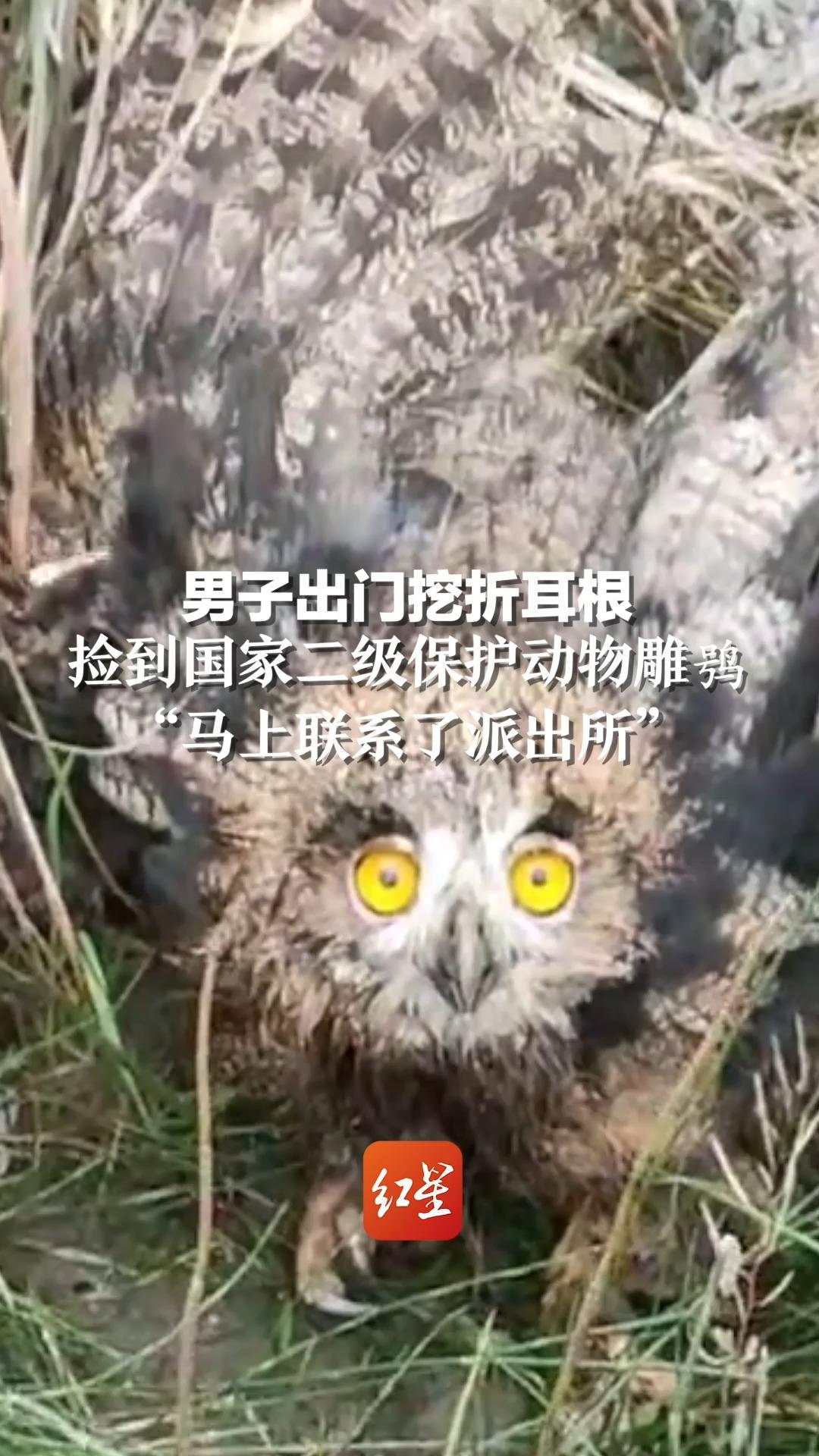 男子出门挖折耳根，捡到国家二级保护动物雕鸮“马上联系了派出所”