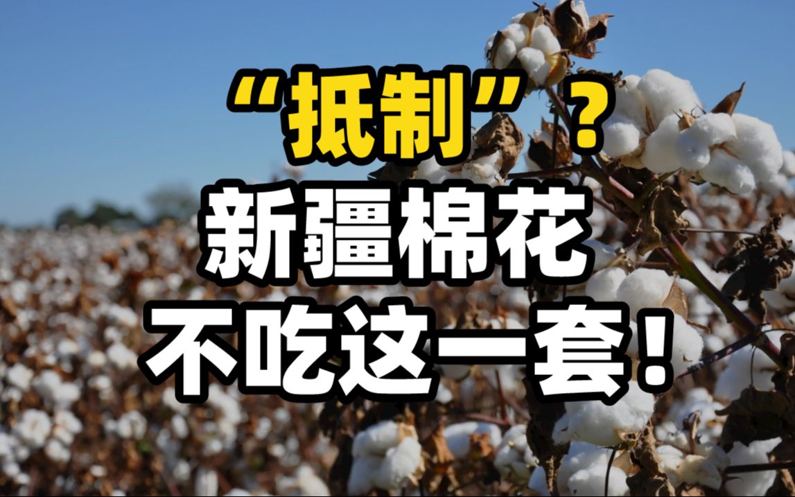 新华微评：“抵制”？新疆棉花不吃这一套！