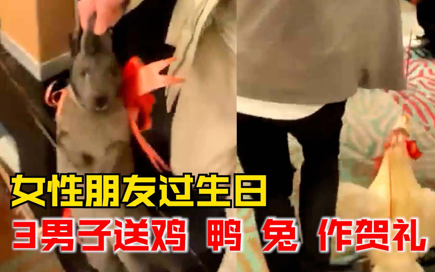朋友生日宴3男子拎鸡鸭兔作贺礼：开始很害怕，后来接受放生了