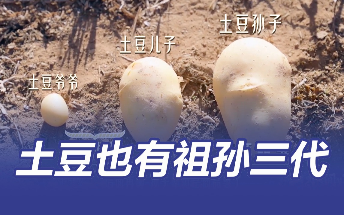 原来土豆也有祖孙三代