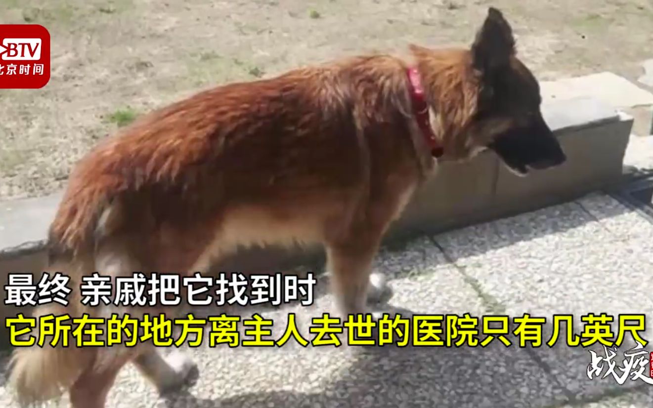 疫情版忠犬八公！主人感染新冠去世 狗狗赶了几小时路来到医院等待