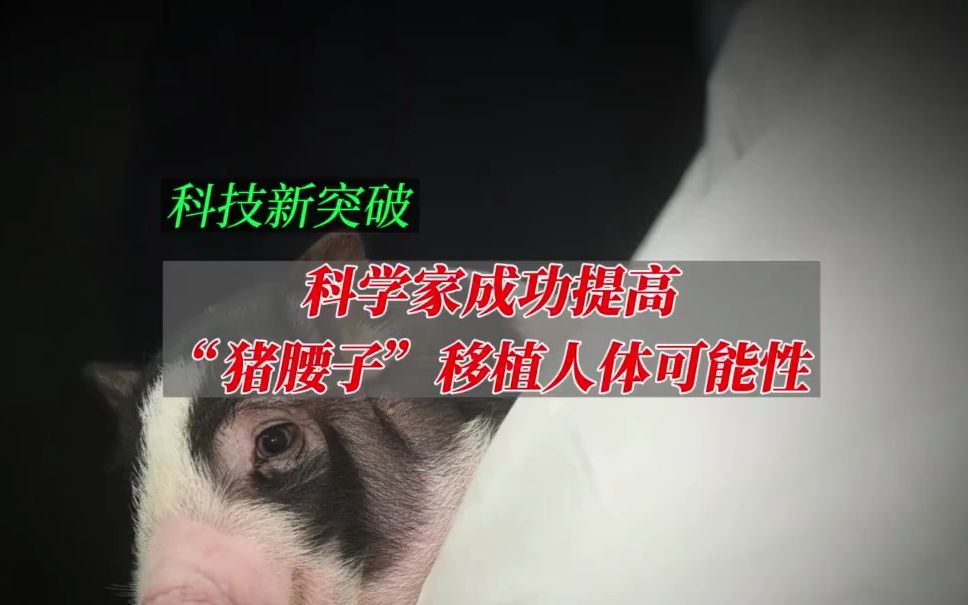 科学家成功提高“猪腰子”移植人体可能性