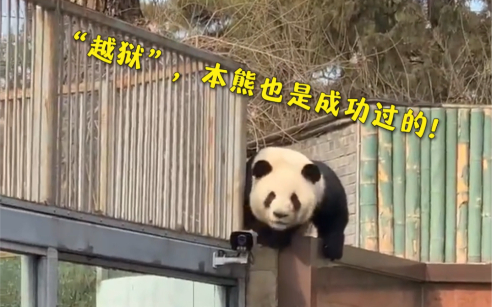 萌兰为了“越狱”，能有多努力？😂
