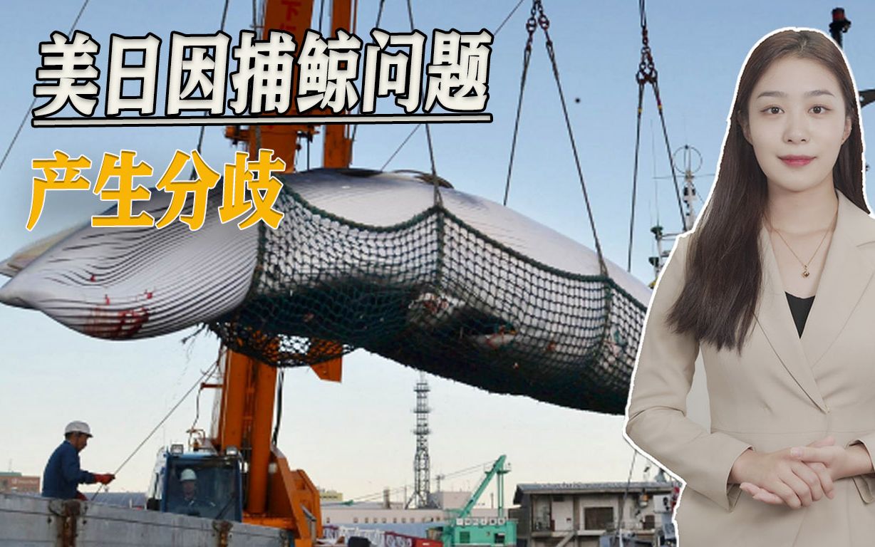 美日产生嫌隙，全因捕鲸一事，日官员威胁退出“印太经济框架”