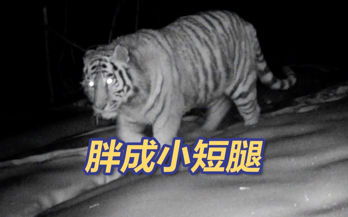 大兴安岭发现野生胖虎！