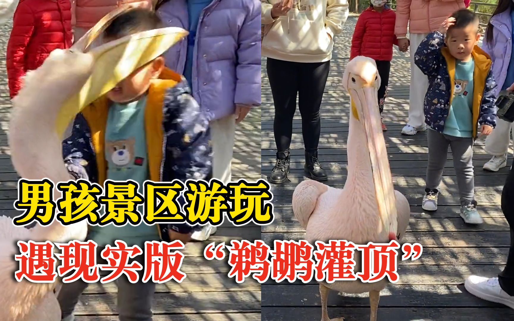男孩逛景区遇“鹈鹕灌顶”，目击者：孩子有点懵，但也没哭