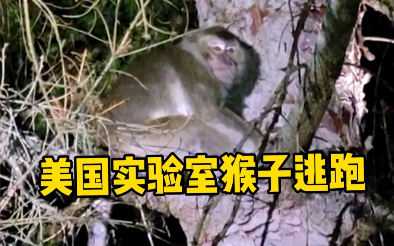 美国实验室猴子运输途中逃跑，逃跑猴子找到后被安乐死