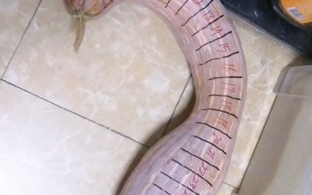 网友家里晒余粮，一根南瓜分了23段。网友：6号有点飘了吧