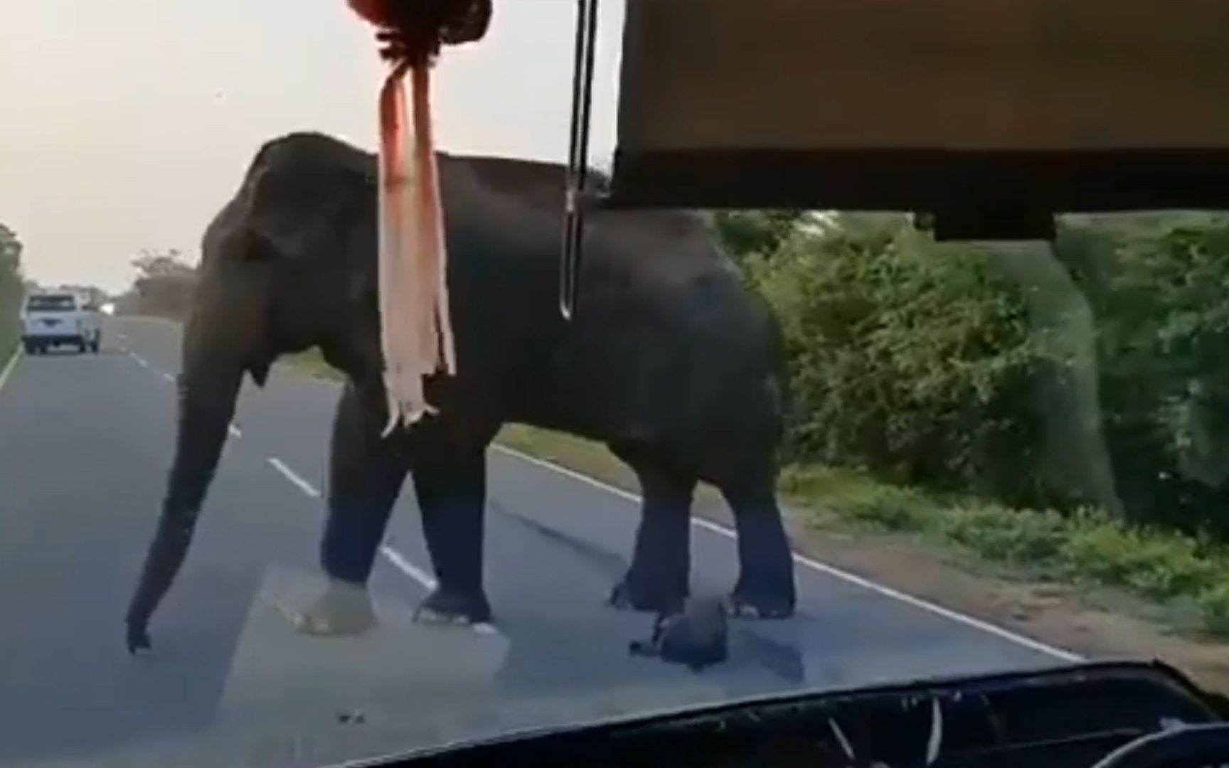 哭笑不得！印度一大象当众逼停公车 将长鼻子伸进车里打劫香蕉吃