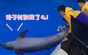 超配合！海豚等待B超检查时主动亮出肚皮