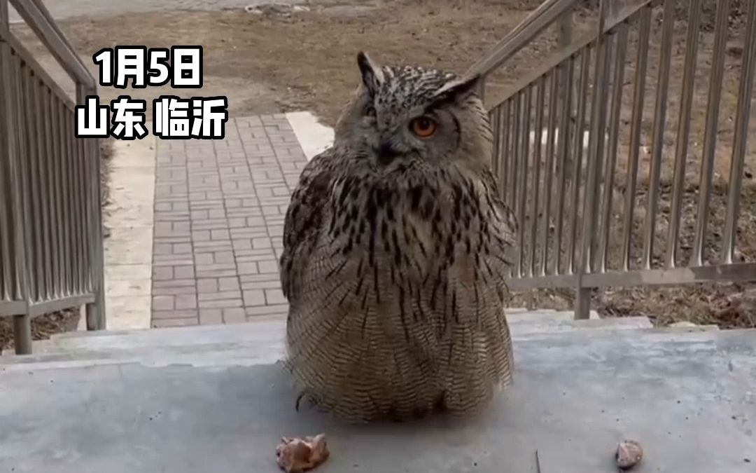 “肥猫头鹰”一脸凶相站门口拦路被消防员捕获带走
