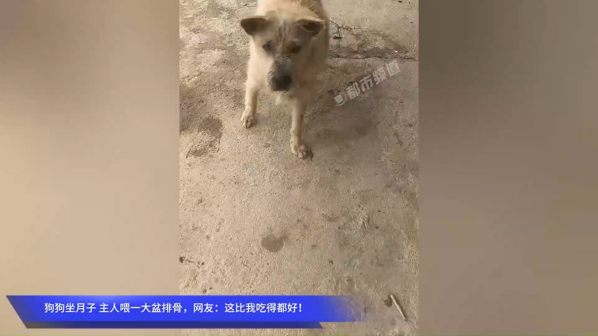 狗狗坐月子 主人喂一大盆排骨，网友：这比我吃得都好！