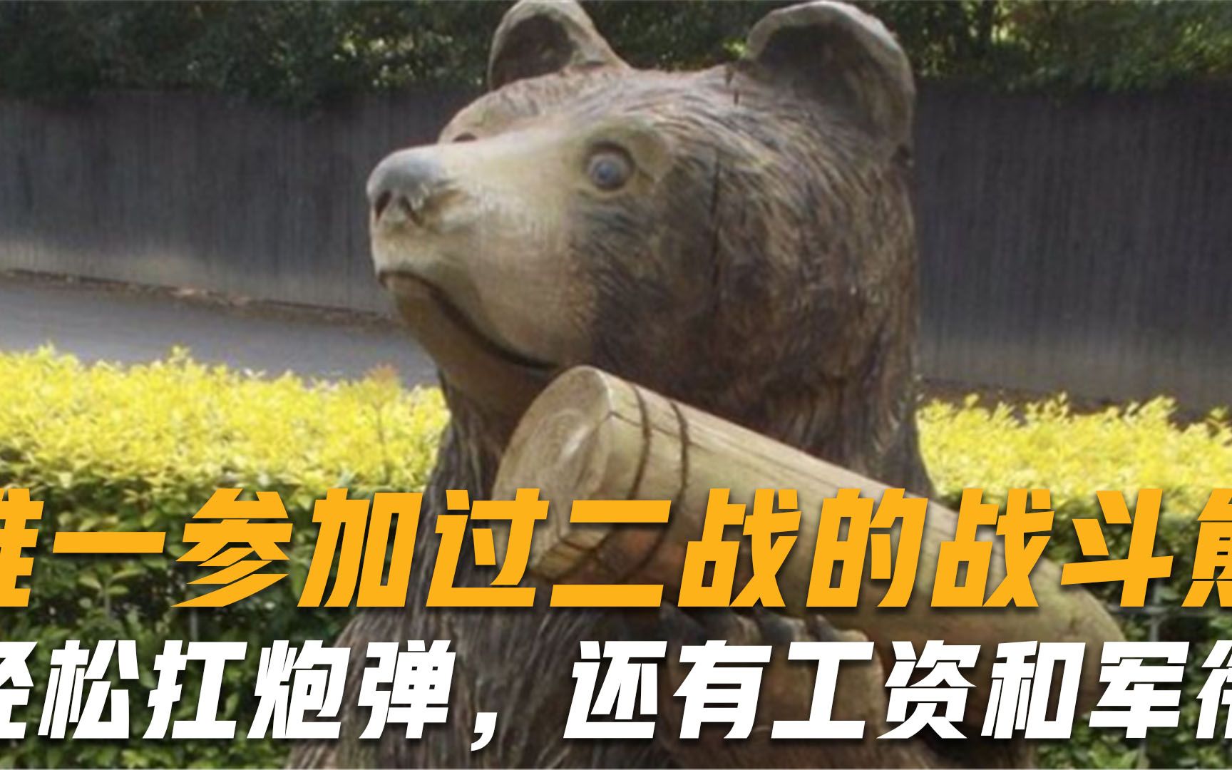 唯一参加过二战的战斗熊，轻松扛起几百斤炮弹，还有军衔和工资