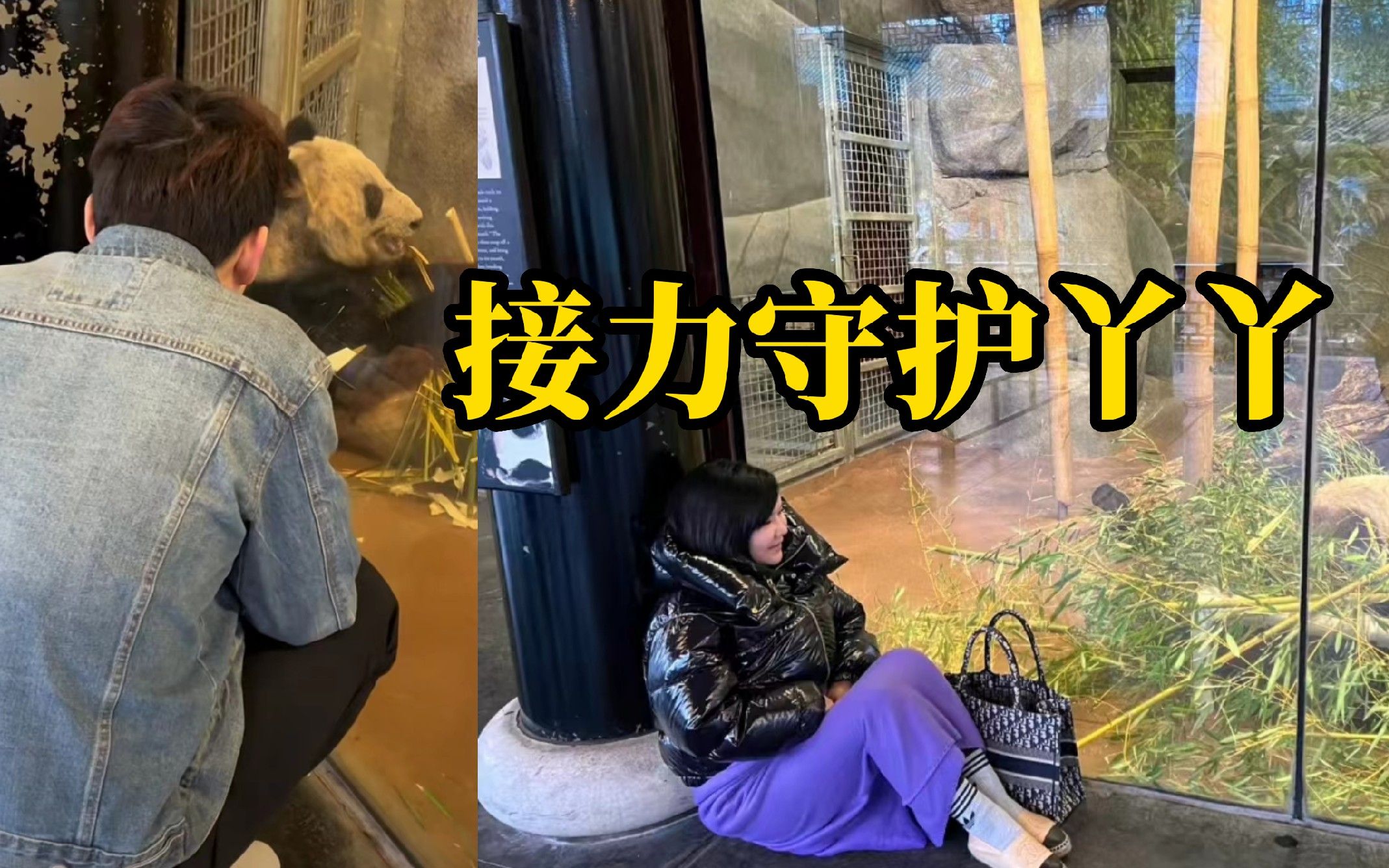 在美华人纷纷到孟菲斯动物园看望丫丫，希望丫丫在回国前吃饱