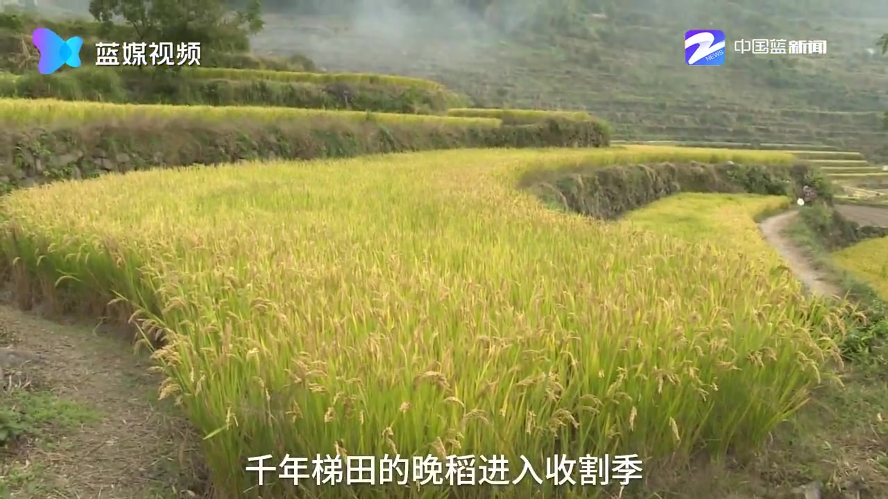 上虞：千年梯田晚稻迎来收获季