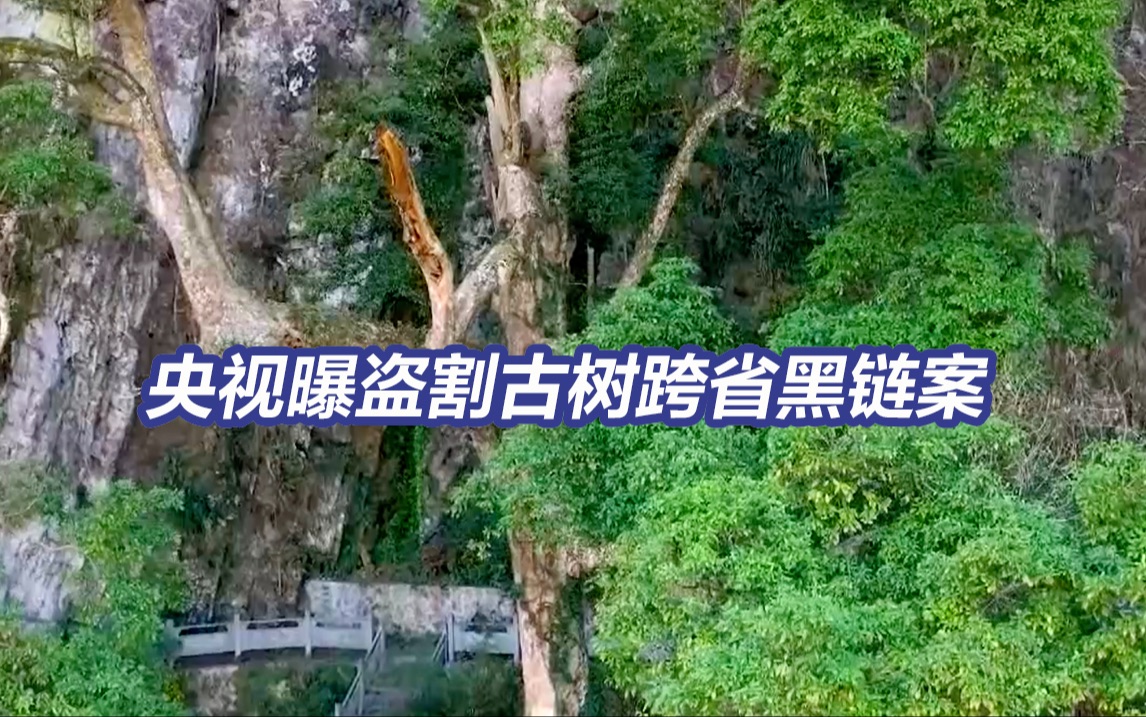 央视曝光2600年“古楠木王”惨遭盗割始末