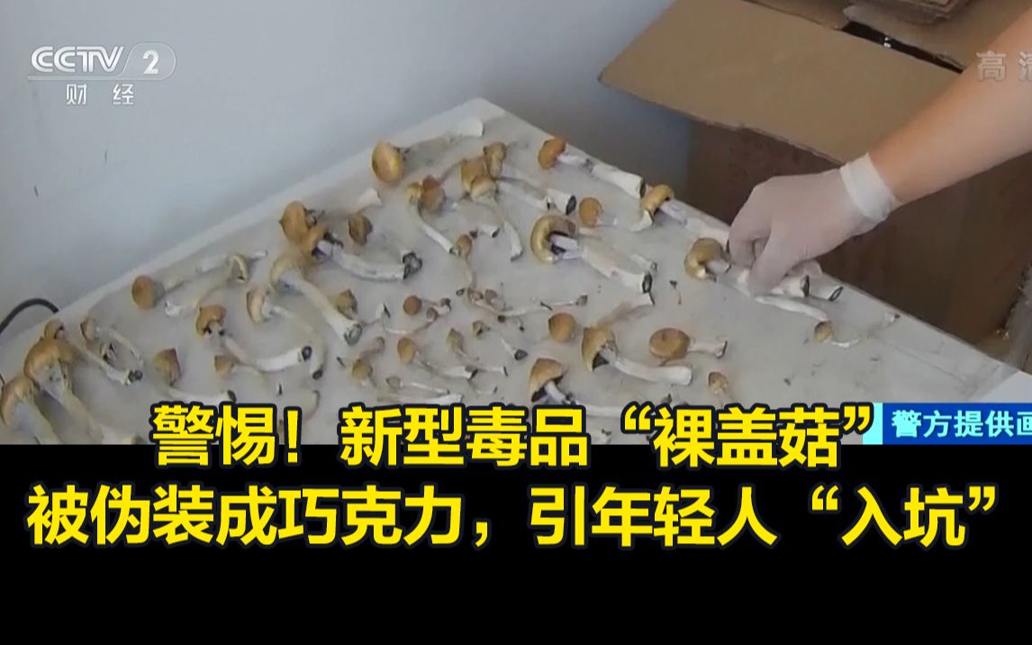 警惕！新型毒品“裸盖菇” 被伪装成巧克力，专门引年轻人“入坑”