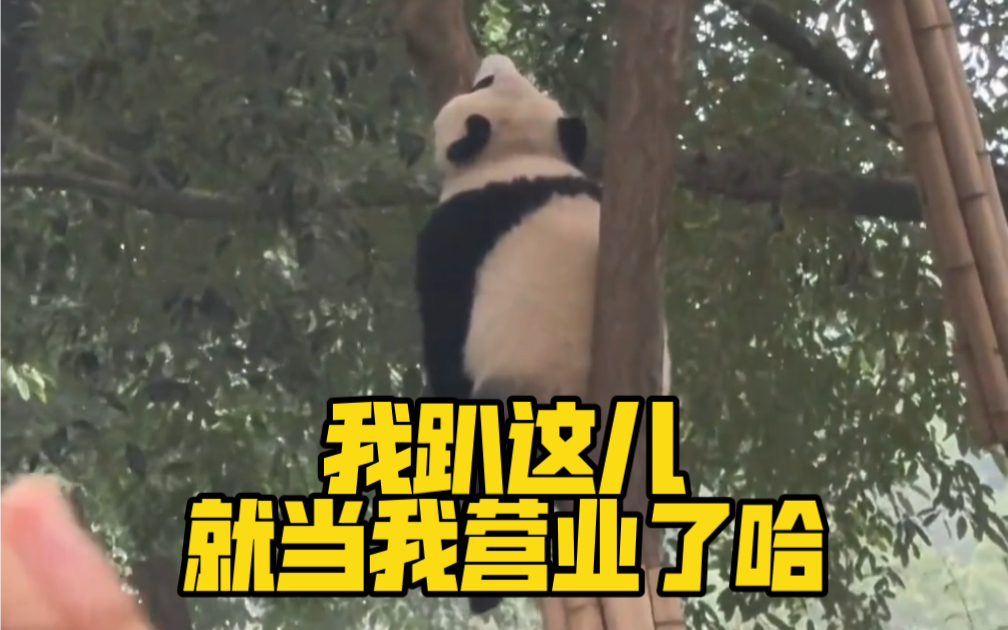 “大熊猫演我早八状态”：我趴这儿就当我营业了哈！