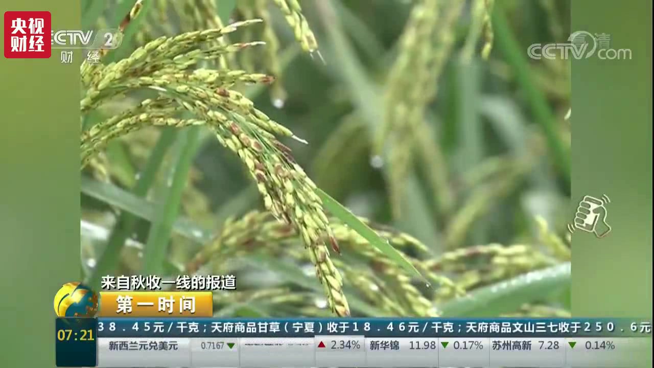 【央视财经】禾下乘凉不是梦! 超高产巨型稻植株超2米~